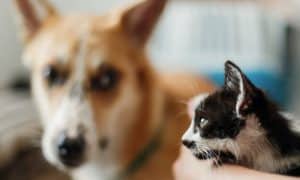 introducing a cat