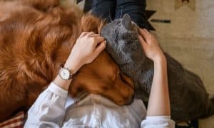love your pet day