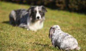 dog and rabbit