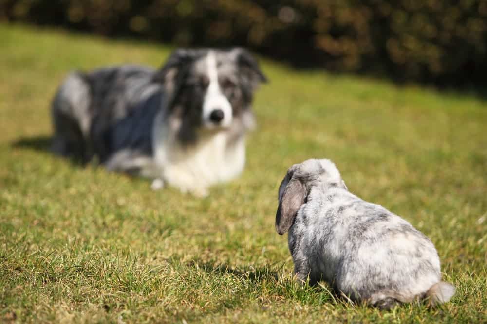 Dog And Rabbit