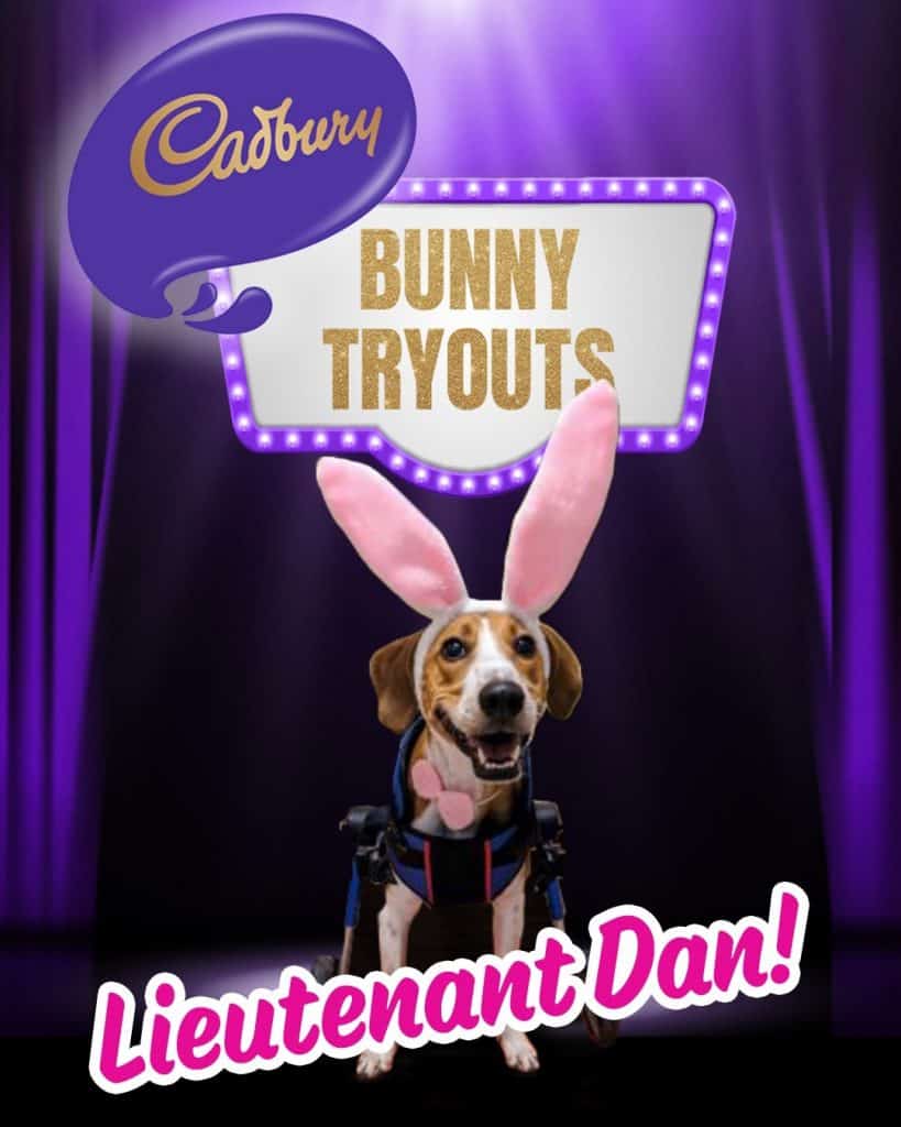 Cadbury Bunny
