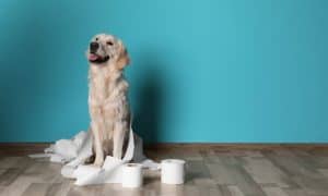 toilet paper