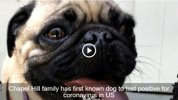 Family Pug Tests Positive For Coronavirus&Mdash;Here'S Why You Shouldn'T Worry - The Dogington Post
