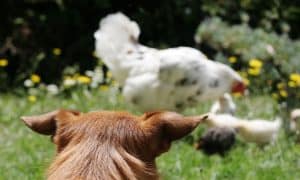 backyard chickens