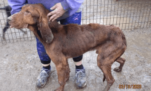 puppy mills