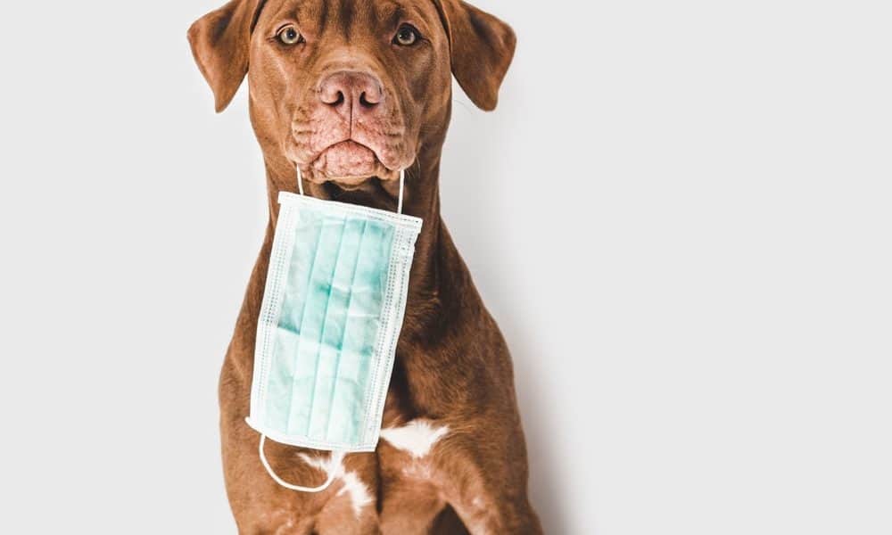 People Wearing Face Masks Can be Scary for Your Dog—Here's What To Do - The Dogington Post