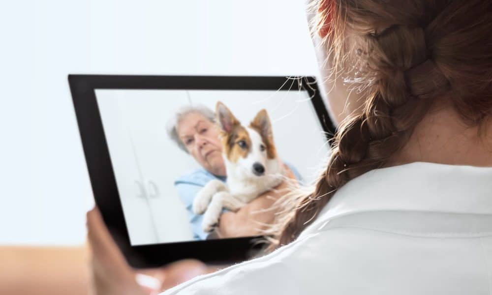 24/7 Virtual Vet Chats Available for Free to All Pet Parents - The  Dogington Post