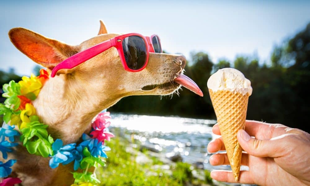 dog ice cream treats
