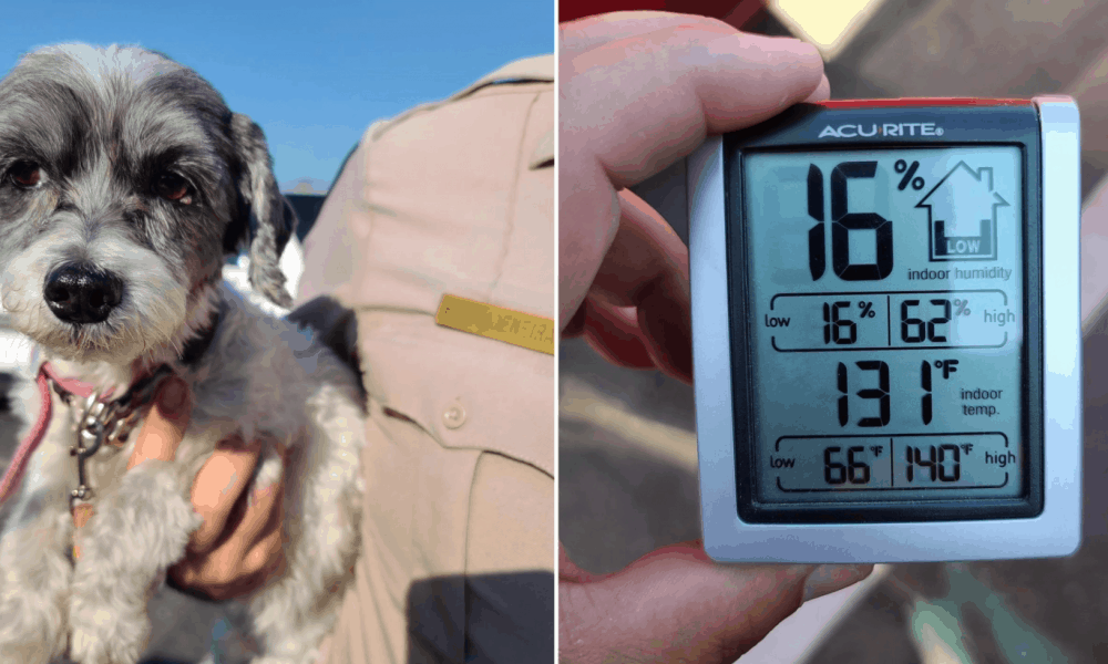 Owner Arrested After Dog Rescued from 131-Degree Hot Car – The ...