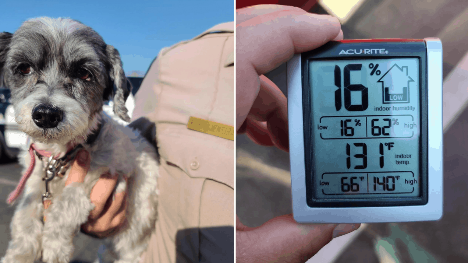 Owner Arrested After Dog Rescued from 131-Degree Hot Car – The ...