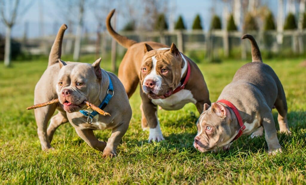 Three Chocolate Color American Bully Dogs Playing