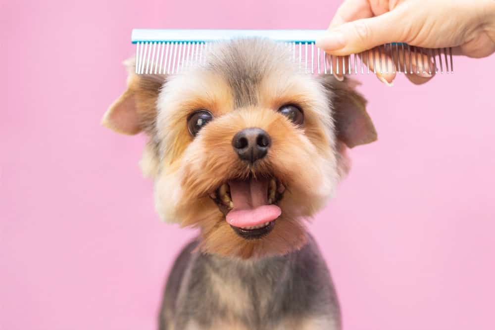 7 Steps To Raising A Dog That Enjoys Being Groomed The Dogington Post