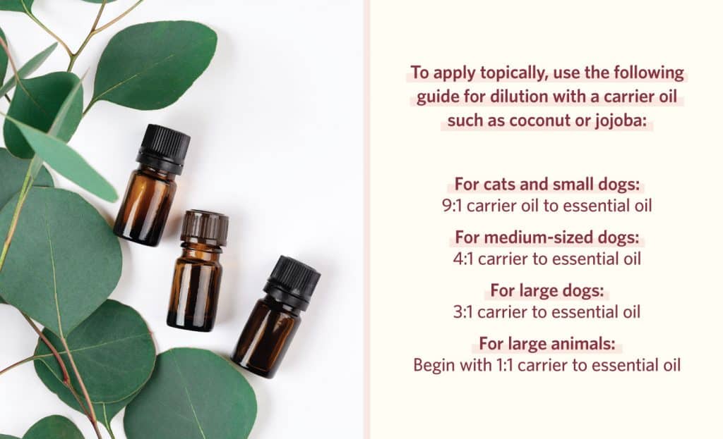 Essential Oils For Pets Topically