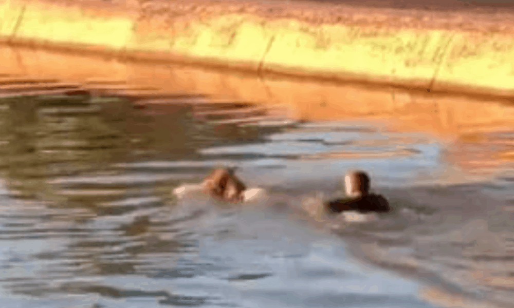 VIDEO: Phoenix Police Officer Dives into Canal to Rescue Drowning Dog ...