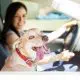 Best Cars For Dog Lovers