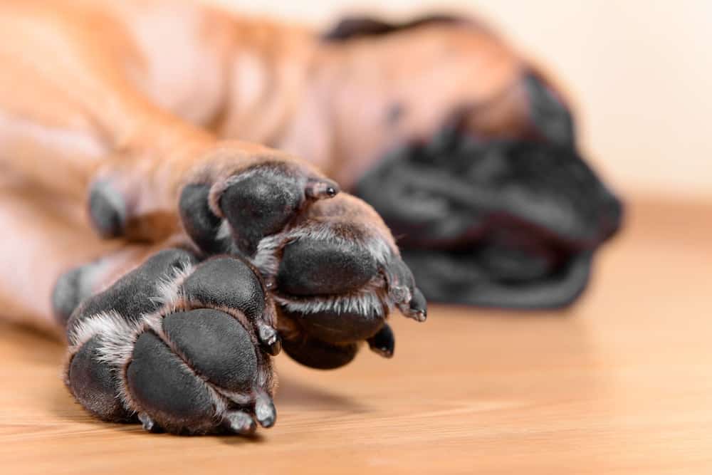 how to trim your dog's nails