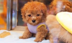 pet store