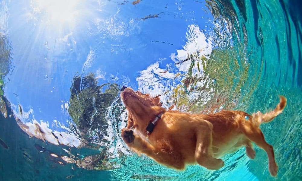 Beyond the Doggy Paddle: 10 Fun Water Games to Play with Your Dog - The  Dogington Post