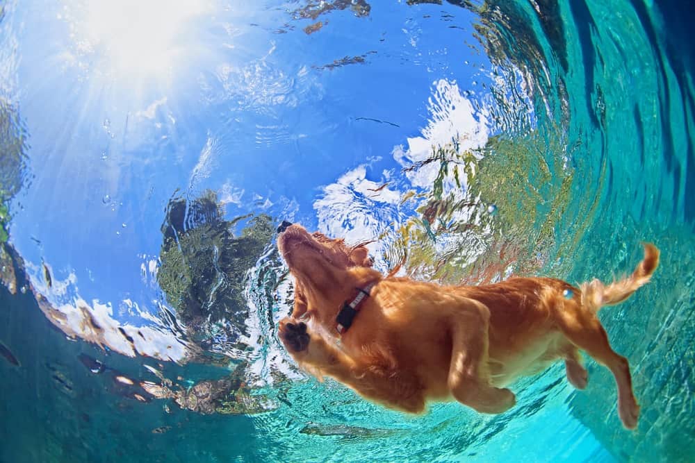 Beyond the Doggy Paddle: 10 Fun Water Games to Play with Your Dog - The  Dogington Post