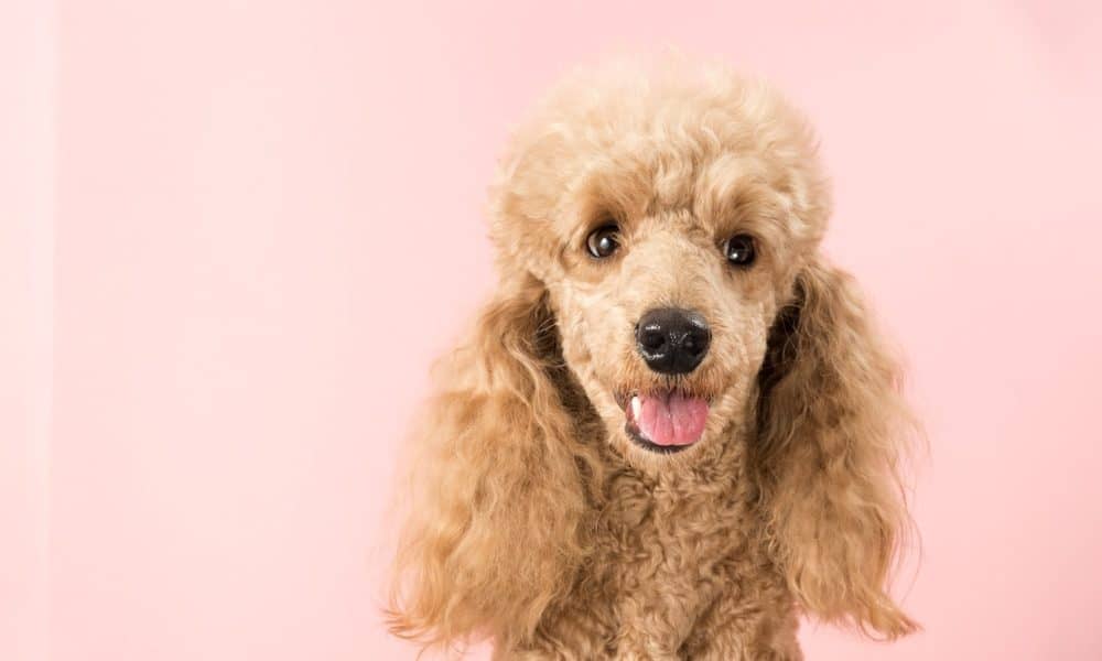 best clippers for poodle feet