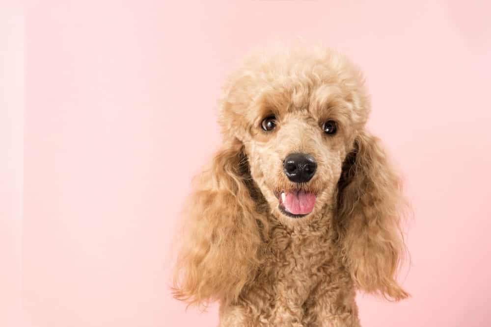 10 Simple Steps to Grooming Your Poodle At Home