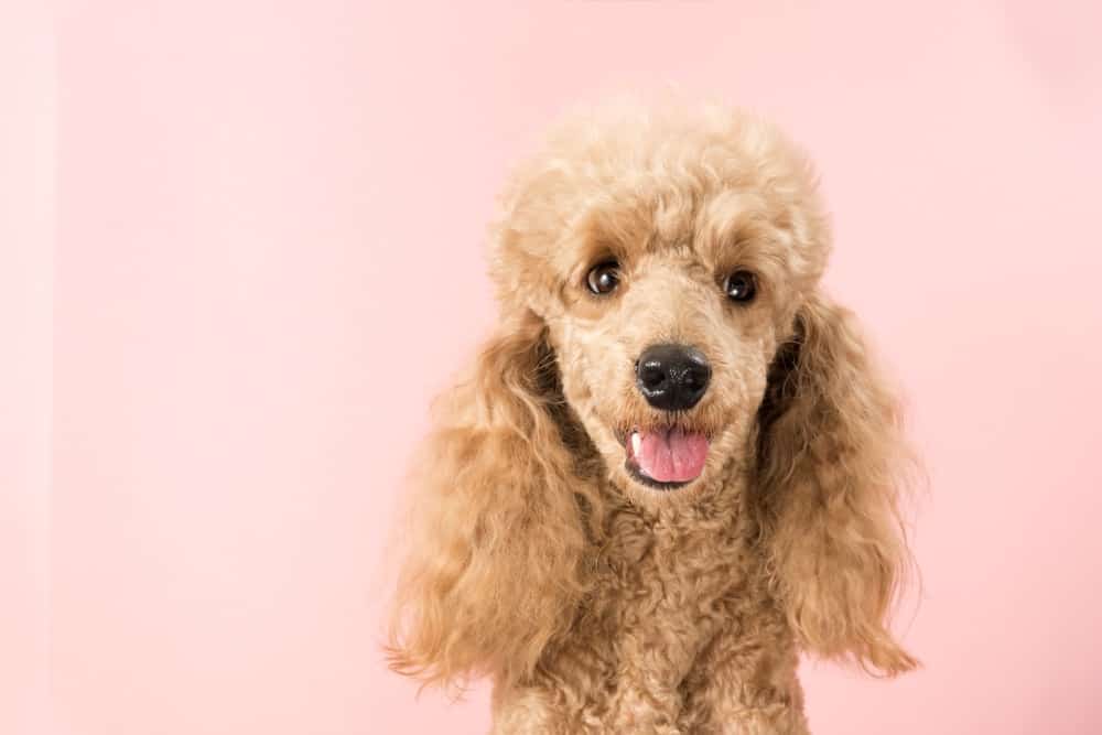 professional poodle clippers