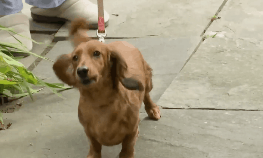 Tiny Dog Becomes a Big Hero Alerting Neighbors to Fire – The Dogington Post