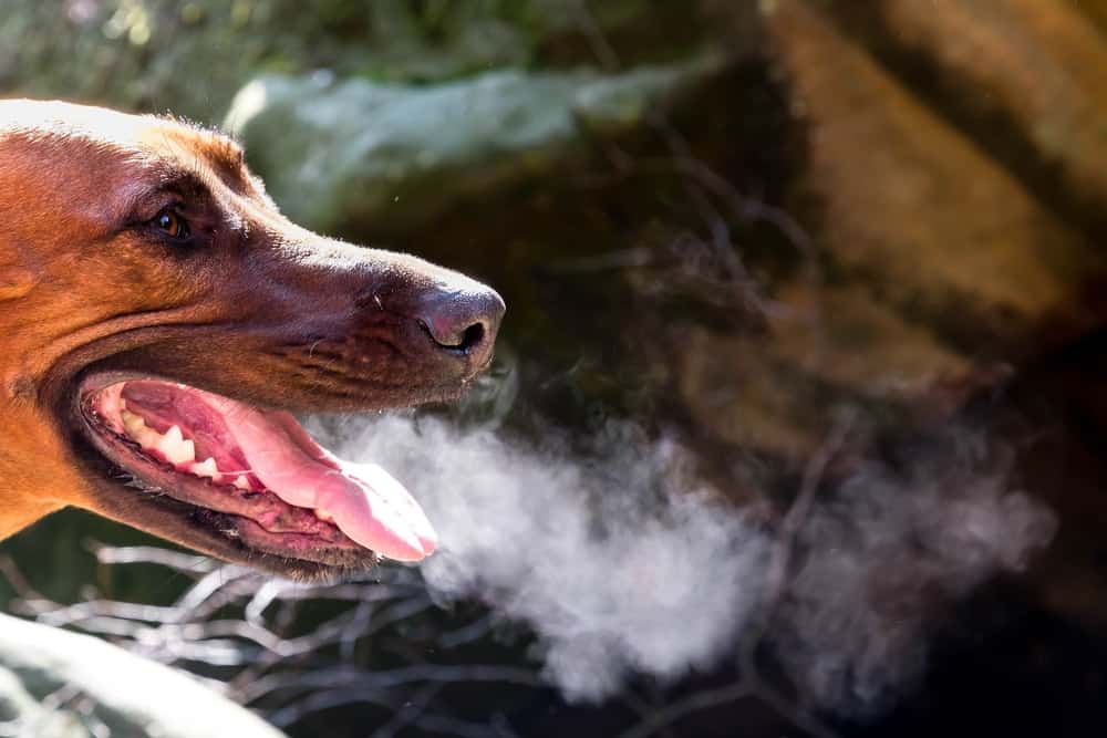 (how to freshen dog's breath) todocat.com
