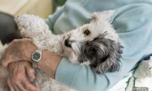 older dog owners