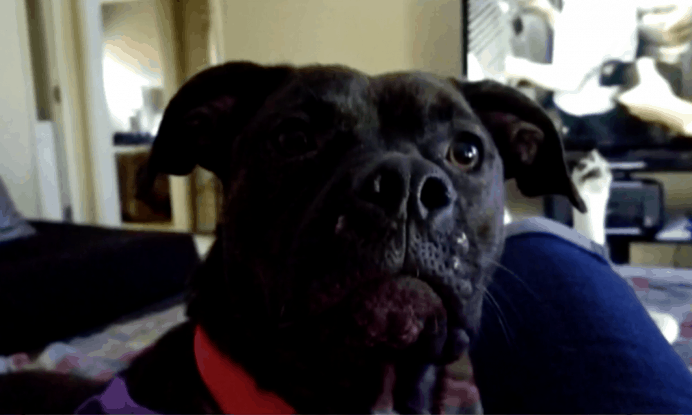 Missing Dog Found 3 Years Later, 400 Miles from Home – The Dogington Post