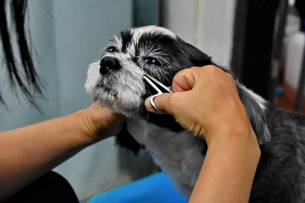 How to Safely Trim Around Your Dog's Eyes - The Dogington Post