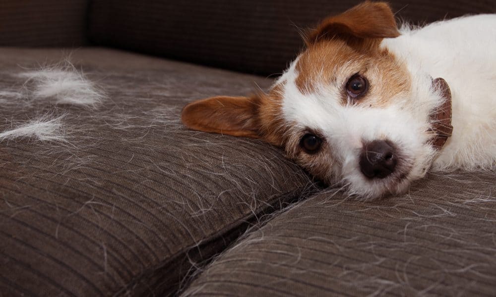 Dog Hair Everywhere? How to De-Shed Your Dog at Home - The Dogington Post