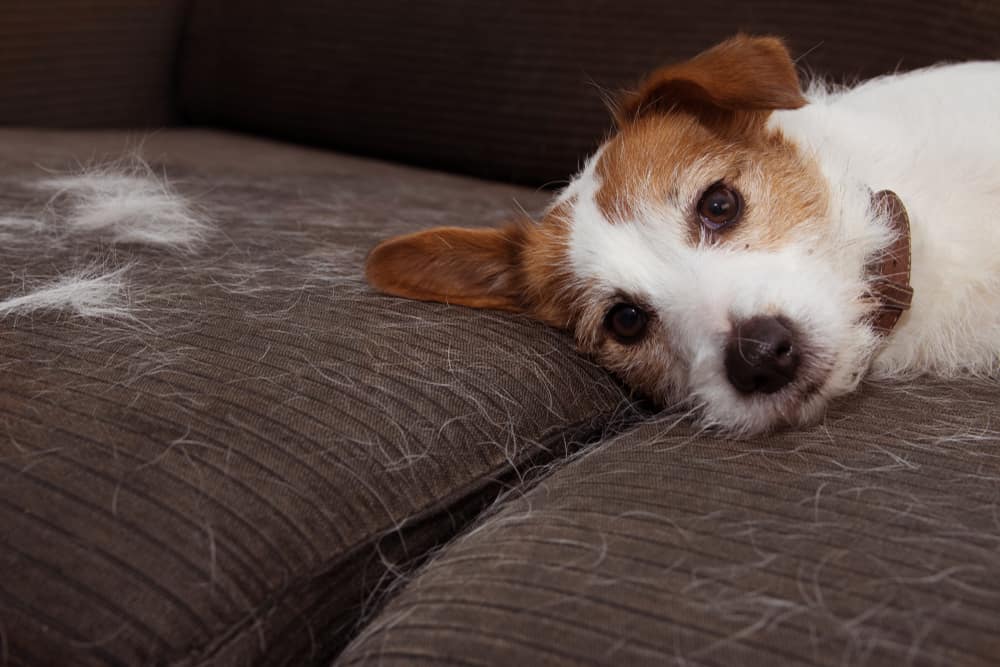 Dog Hair Everywhere? How to De-Shed Your Dog at Home