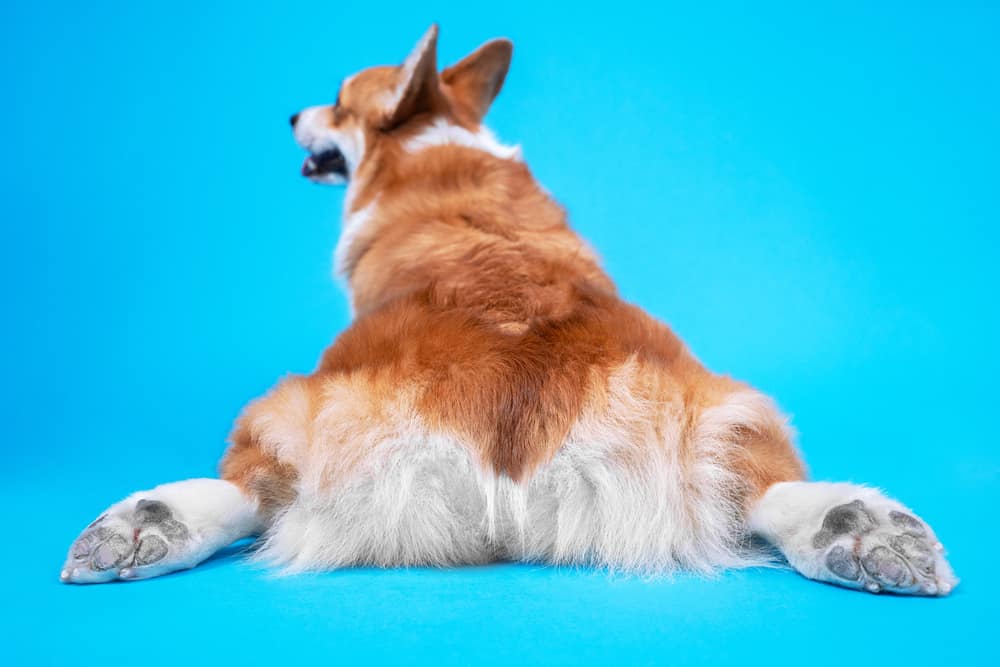 Hairy Hiney? How to Keep Your Dog's Bum Clean and Trimmed Between Grooms -  The Dogington Post