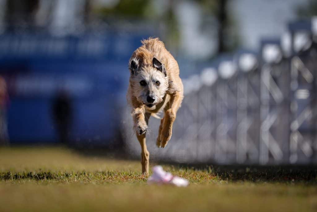 The Fastest Dog in the Nation Could Outrace Usain Bolt! - The Dogington Post