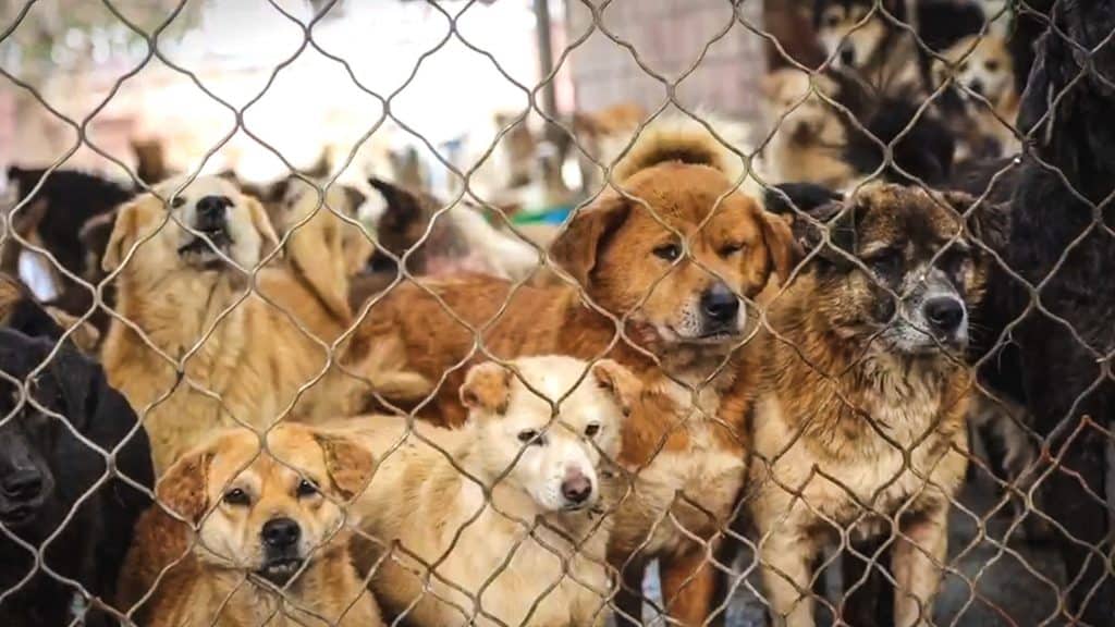 China Rescue Dogs