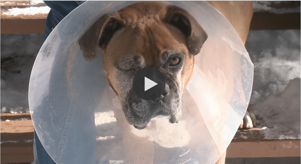 Man Fights Off Mountain Lion To Save His Dog'S Life - The Dogington Post