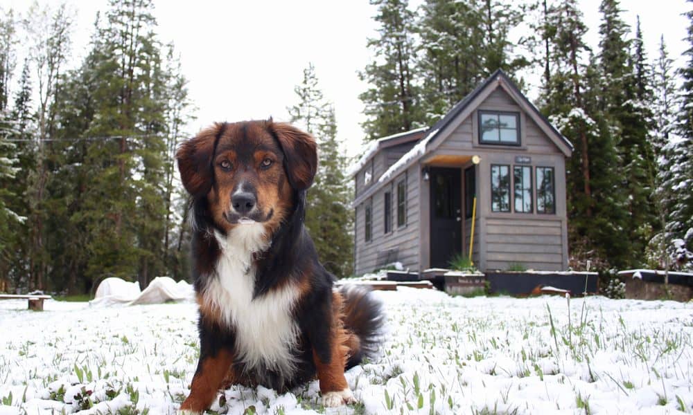 Picture of Is Tiny House Living Right for Your Dog? – The Dogington Post