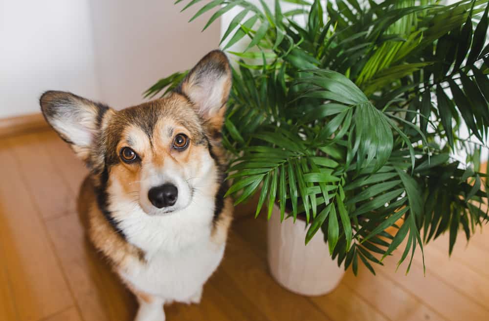 Plants Toxic To Dogs