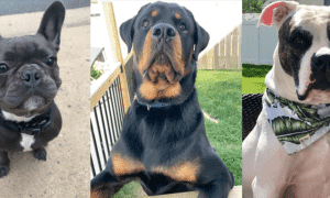 virginia beach dog training