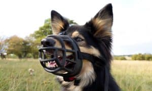 muzzle training