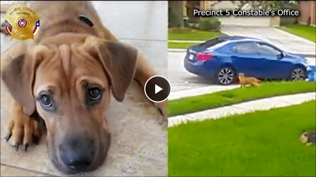 Help Police Identify Man Who Abandoned Dog In Houston-Area Neighborhood - The Dogington Post