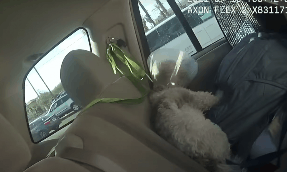 Las Vegas Woman Arrested After Leaving Dog in Hot Car… AGAIN – The ...