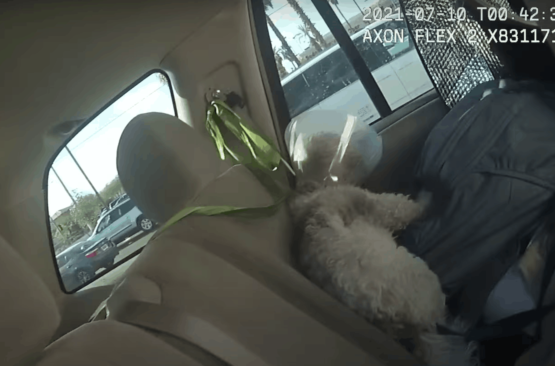 Las Vegas Woman Arrested After Leaving Dog in Hot Car... AGAIN
