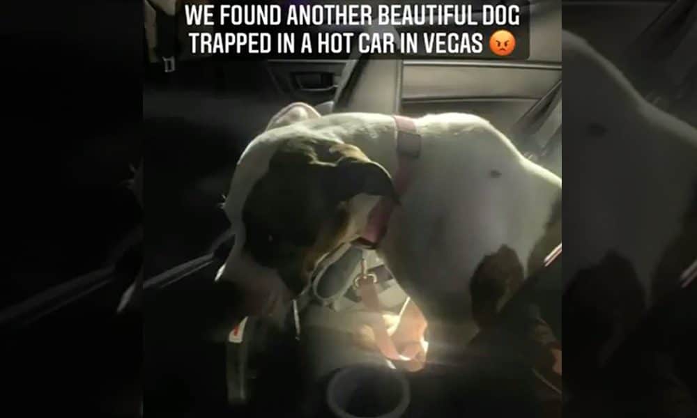 Police Rescue Dog Locked in Hot Car Parked on Las Vegas Strip – The ...