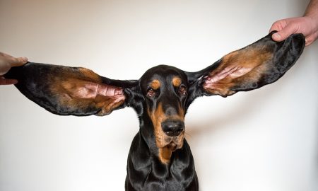 Lou The Dog Longest Ears On A Dog Living