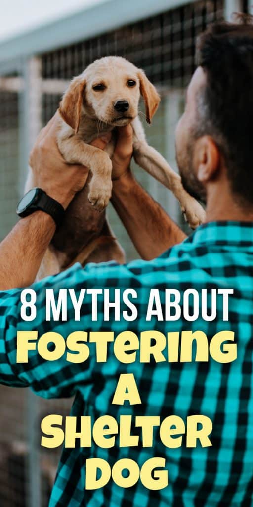 8 Myths About Fostering Rescue Dogs  