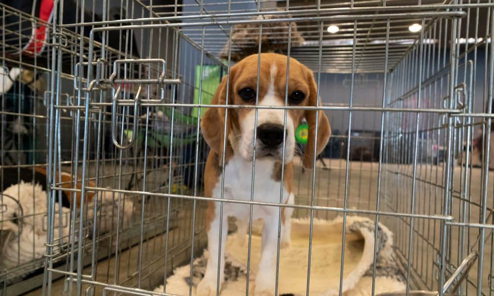 Lawmakers Introduce Bill to Ban Taxpayer-Funded Laboratory Testing on Dogs  - The Dogington Post