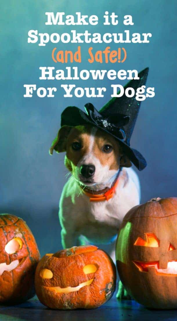 Make it a Spooktacular (& Safe) Halloween for Your Dogs - The Dogington ...