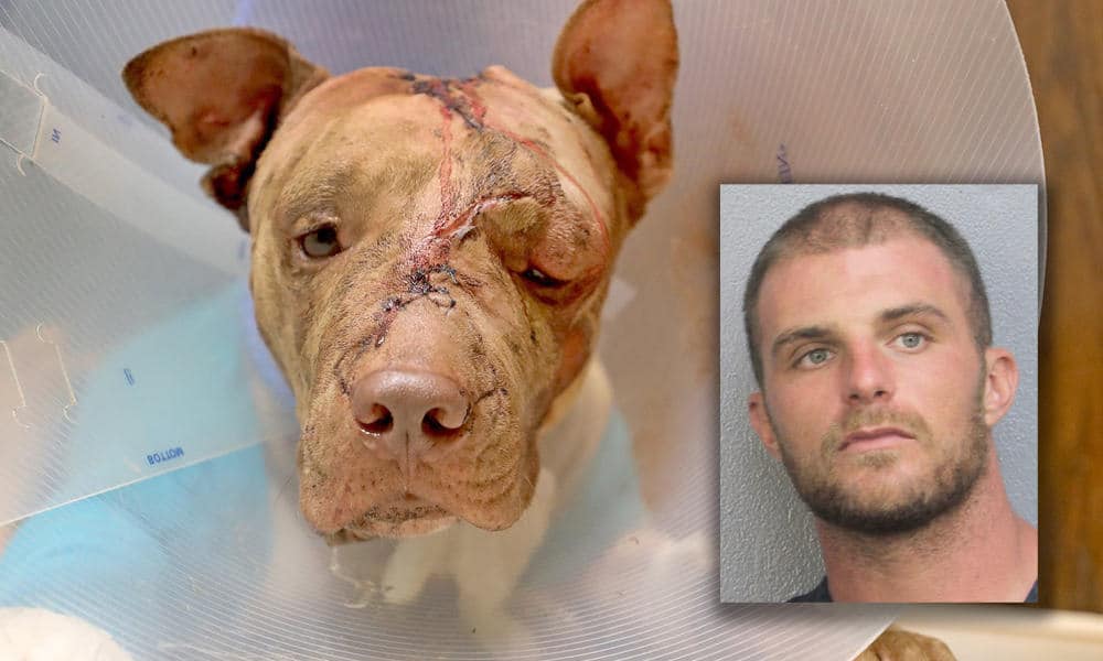 4 Years Later, Man Who Brutally Tortured, Killed Ollie the Pit Bull  Sentenced to 10 Years in Prison - The Dogington Post